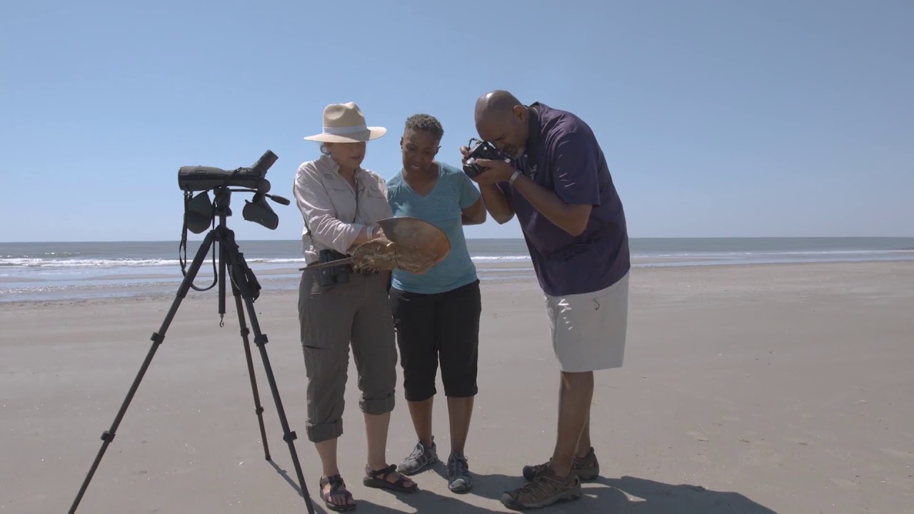 Discover Little St. Simons Island, GA
