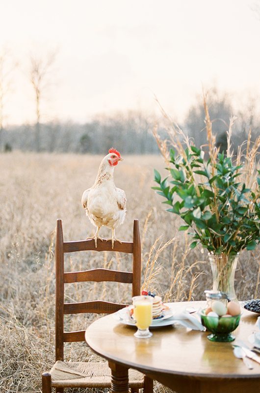 sunrise_breakfast-chicken_on_chair