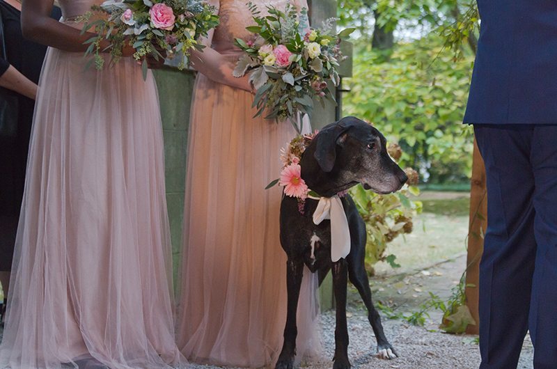 watson_wedding-dog_bridesmaids