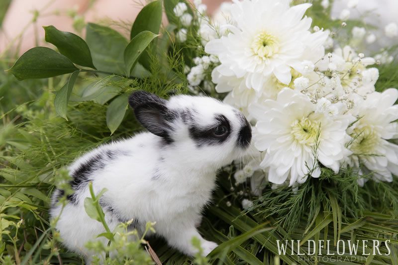 Easter_Sunday_At_Menagerie_Farms-bunny