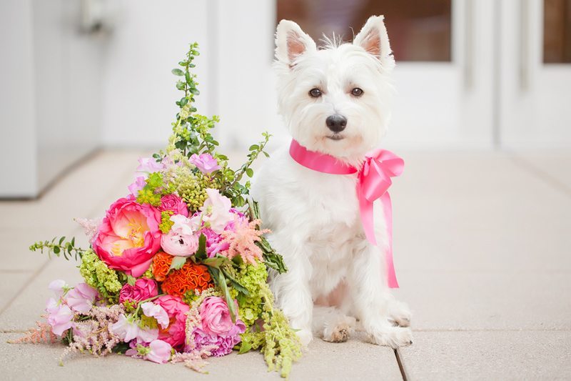 Kate_Spade_Wedding_Yes-Please-Westie_With_Bouquet