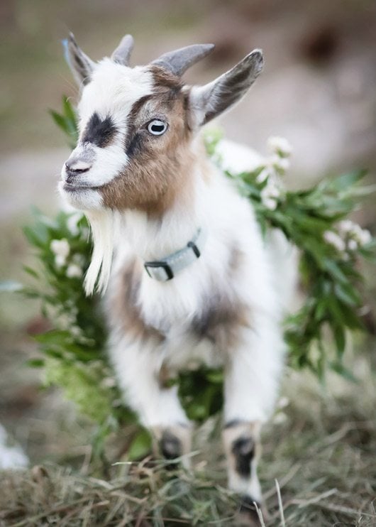 Boho_Chic_yes_please-goat