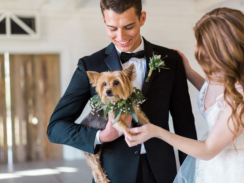 Elegant_Southern_Wedding-dog