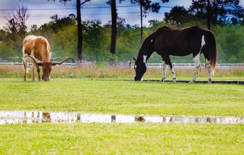 Vintage_Barn_Southern_Wedding_Inspiration-horse