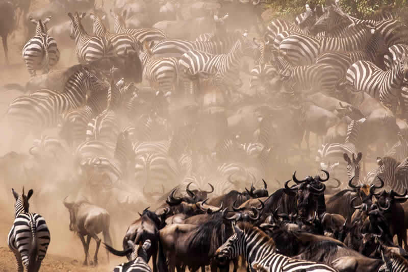 Julianne_Houghs_African_Safari_Honeymoon-Great_Migration