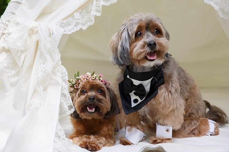 Puppy_Wedding-Couple_Shot