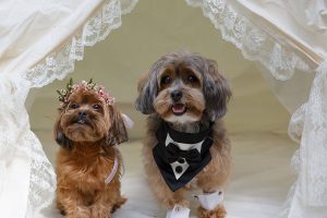 Puppy_Wedding-bride_and_groom_puppies_in_tent_smiling