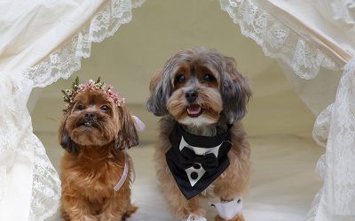 Coco and Truffle’s Bohemian Greenhouse Wedding Inspiration