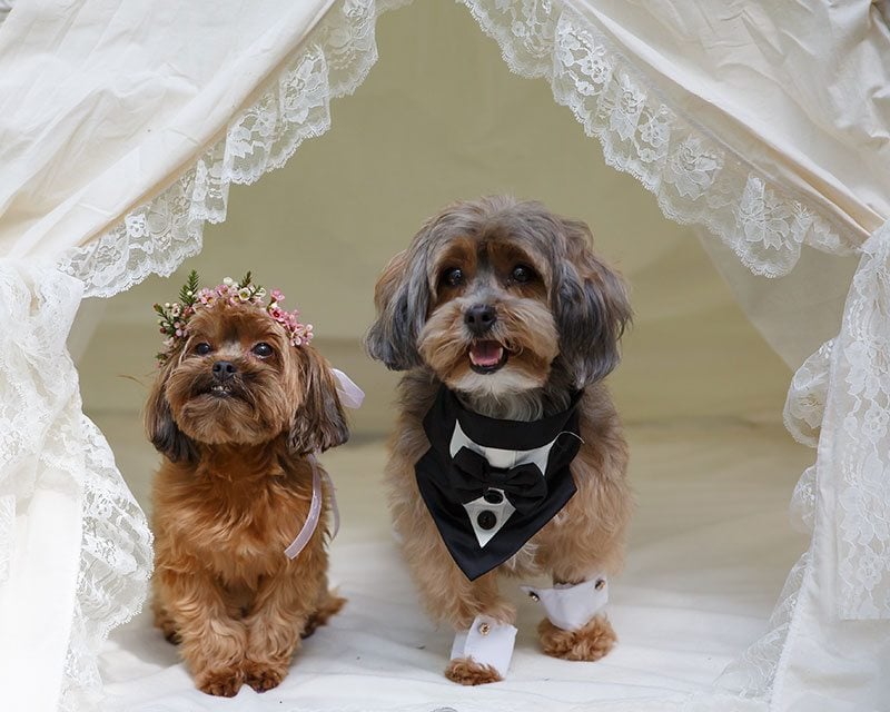 Puppy_Wedding-bride_and_groom_puppies_in_tent_smiling