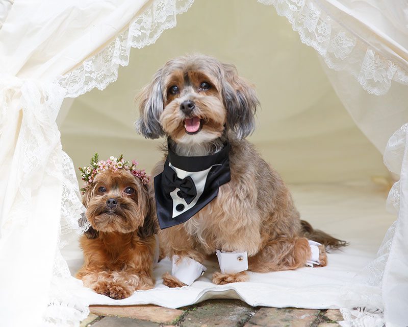 Puppy_Wedding-bride_and_groom_puppies_smiling