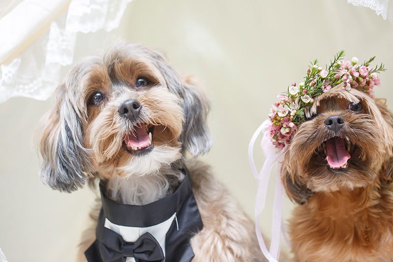 Puppy_Wedding-bride_and_groom_puppies_smiling_close_up