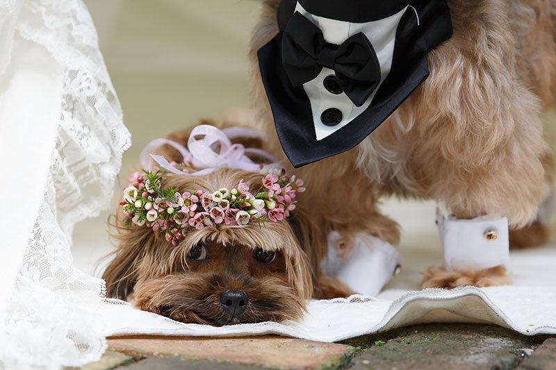 Puppy_Wedding-bride_and_groom_pups_close_up