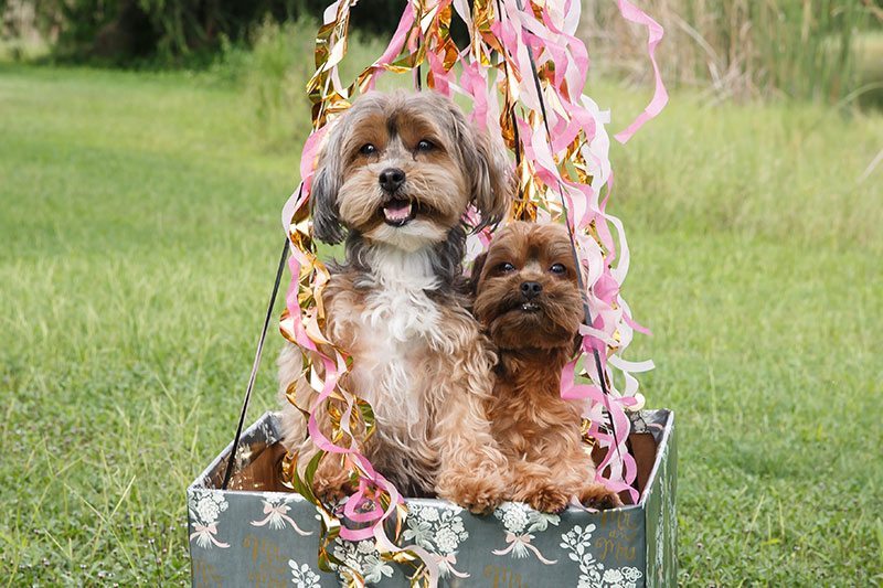 Puppy_Wedding-puppies_in_hot_air-balloon