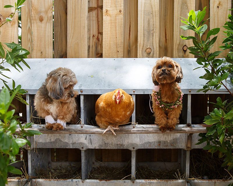 Puppy_Wedding-two_dogs_and_a_chicken