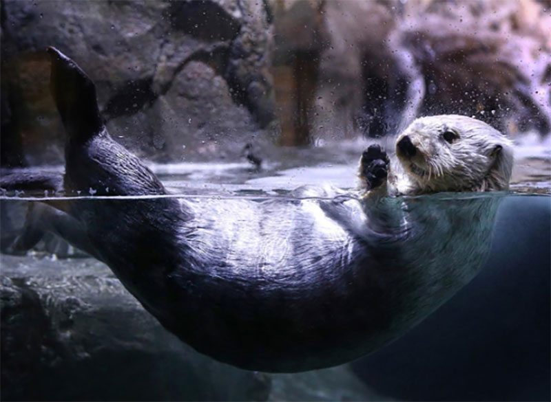 5 More Things To Do In NOLA Otter At The Auquarium