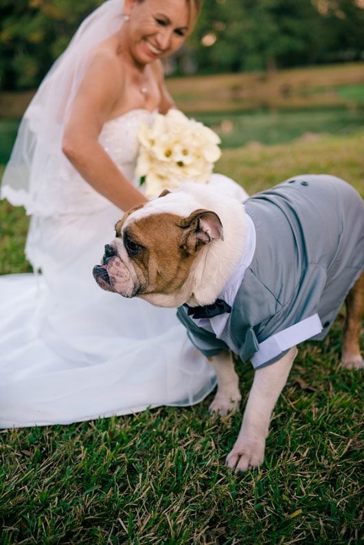 English Bulldog Bride Laughing With Dog