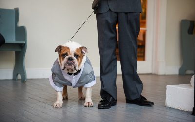 Dogs In Weddings: English Bulldog