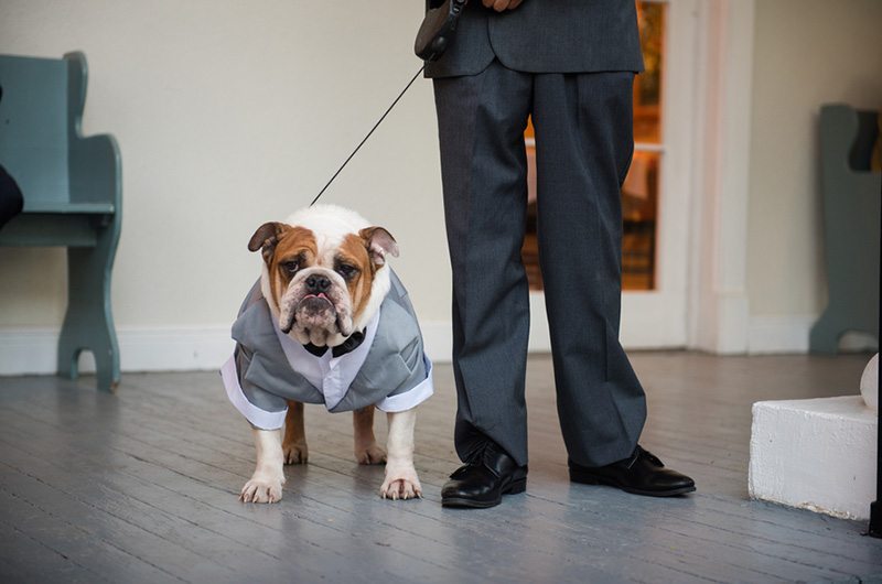 English Bulldog Dog Dressed In Suit
