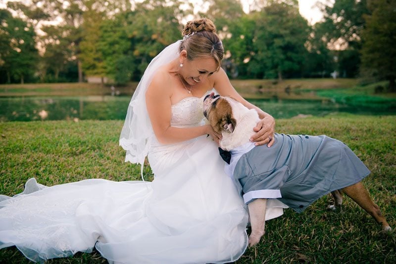 English Bulldog Dog Licking Bride