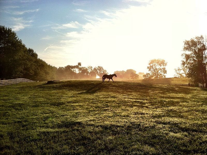 Salamander Resort Horse At Sunrise