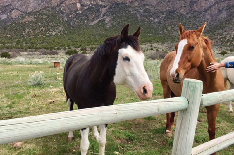 Gateway Canyons Resort And Spa Gateway Colorado Horses