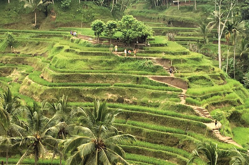 Mulia Resort And Villas Bali Indonesia The Rice Fields