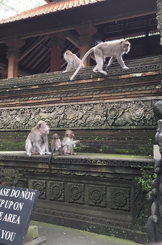 Mulia Resort And Villas Bali Indonesia The Sacred Monkey Forest