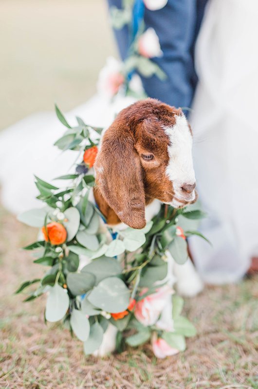 Whimsical Spring Color Palette Inspiration Cute Goat