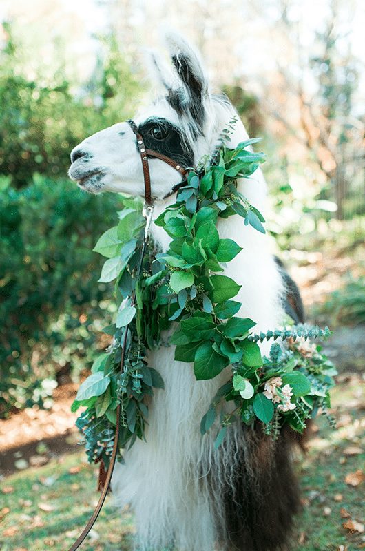 Llama Styled Shoot 22