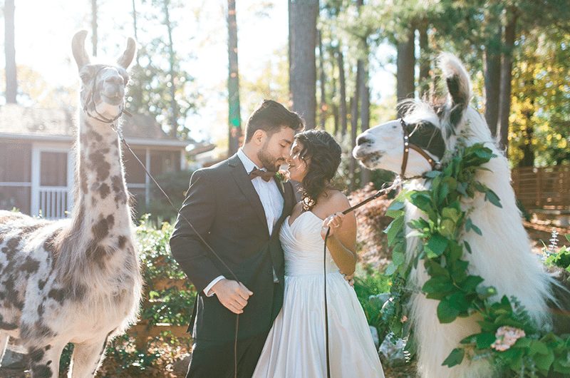 Llama Styled Shoot 4