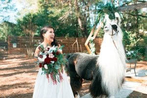 Llama Styled Shoot 7