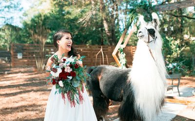 Llamas Enhance Unforgettable Wedding Inspiration