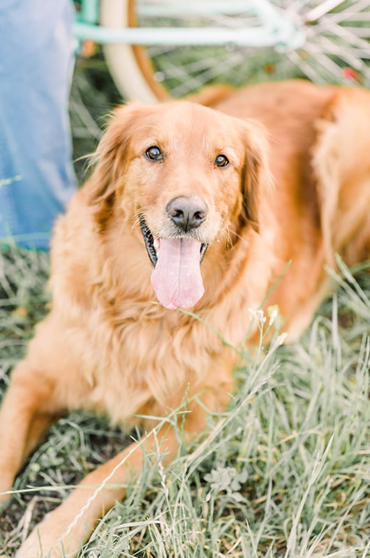 Carter Carlo Shoot Dog Closeup