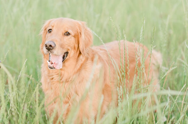 Carter Carlo Shoot Dog Standing