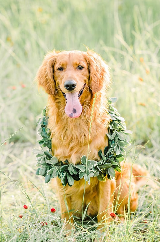 Carter Carlo Shoot Dog Wreath