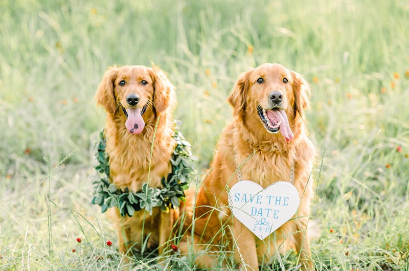 Carter Carlo Shoot Dogs Together