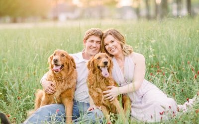 Golden Retriever Springtime Engagement Session