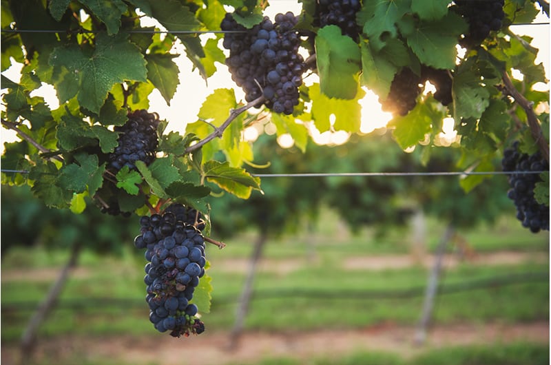 Fredericksburg Texas Grapes