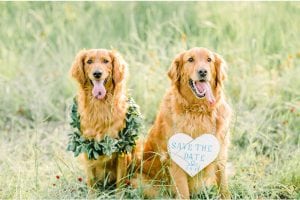 National Dog Day Golden Retrievers Save The Date