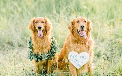 10 Pictures of Dogs in Weddings…You’re Welcome