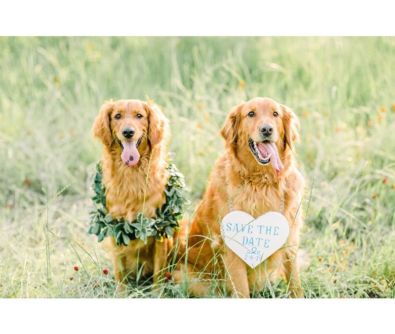 10 Pictures of Dogs in Weddings…You’re Welcome