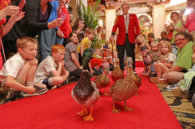 The Peabody Duck March With Assistant