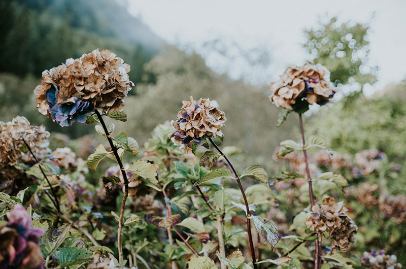 Dreamy Pumpkin Patch Engagement Photoshoot Up Close Flowers