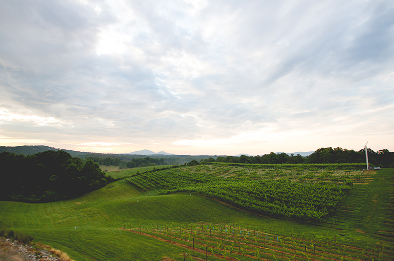 Northern Georgia Vineyard