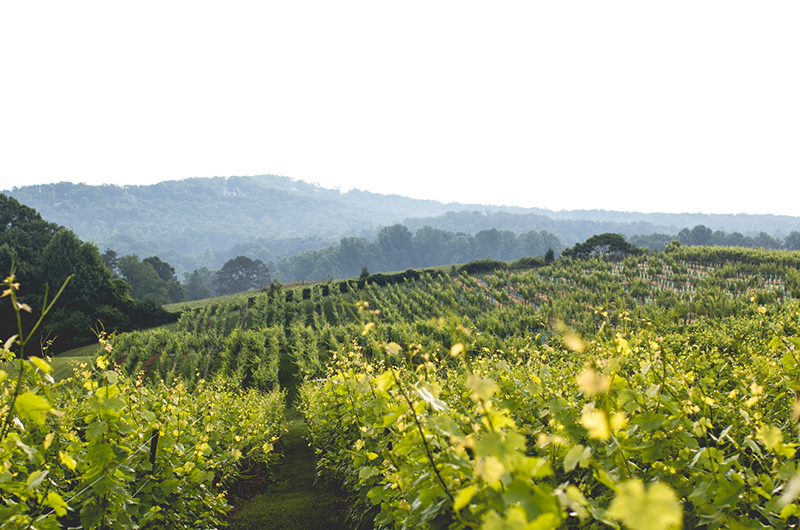 Northern Georgia Vineyard2