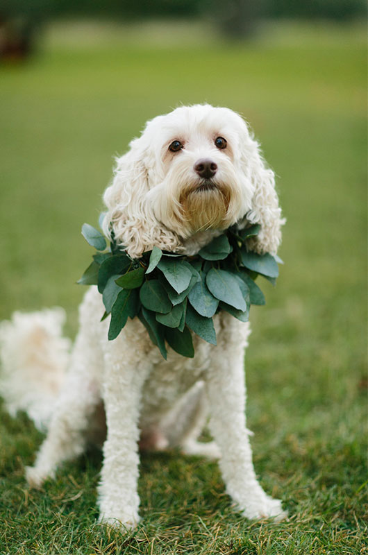 Equestrian Inspired Bride Dog