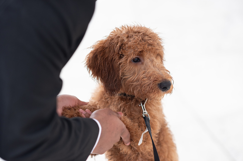 Engagement Session In Washington DC Feature Dog