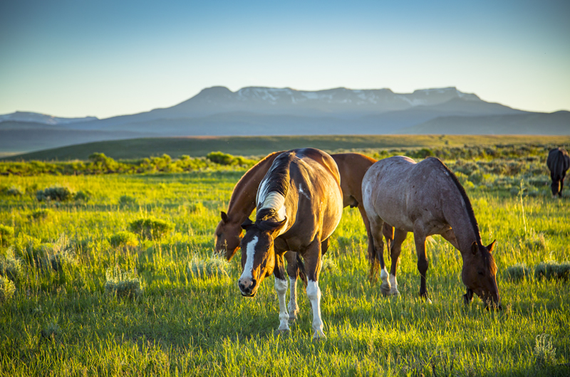 Steamboat Springs Colorado Horses Noah Wetzel