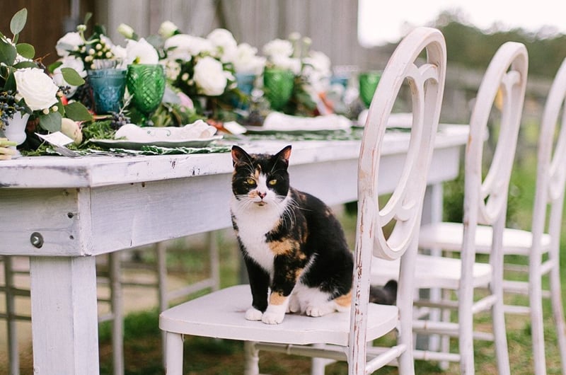 Spring Easter Shoot Wedding Cat