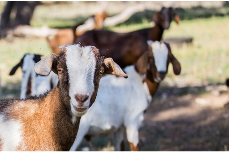 Wedding Venues With Peacocks Goats